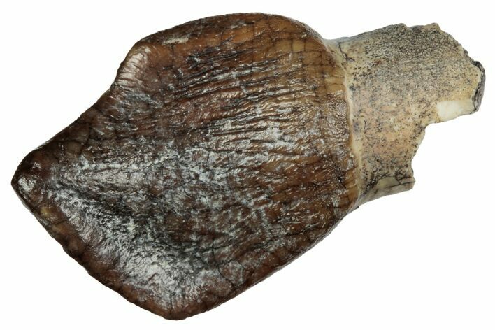 Rare Sauropod (Jobaria) Tooth - Niger #241055